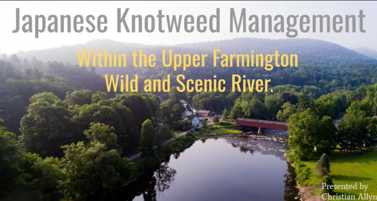 knotweed presentation.png